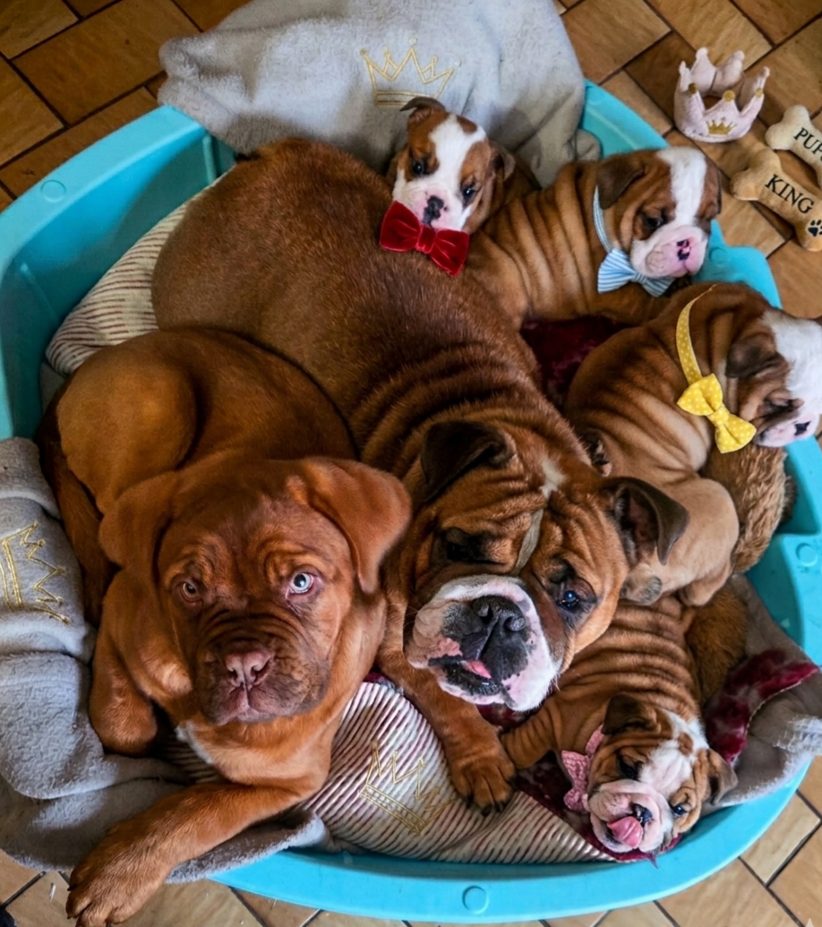 Chiot Bulldog Anglais of bulldog for ever