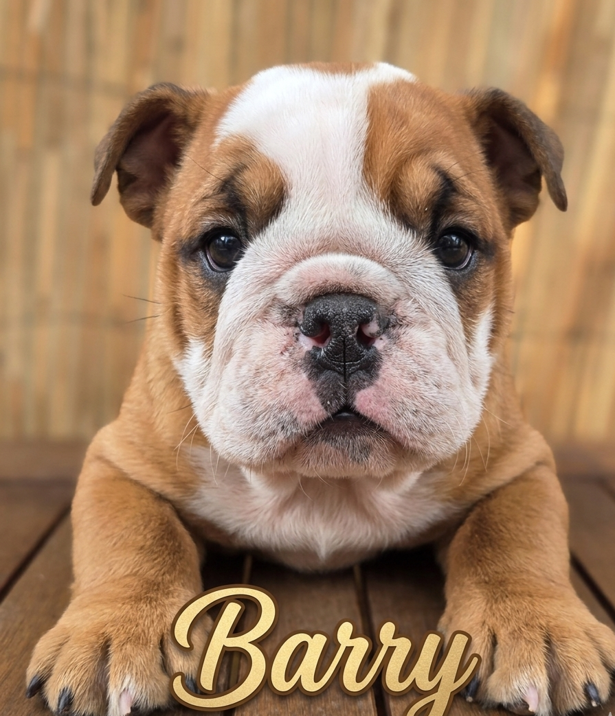 of bulldog for ever - Chiots disponibles - Bulldog Anglais